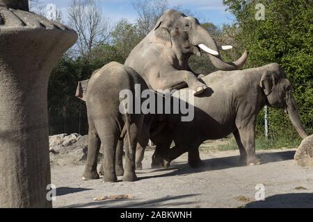 Zwei Elefanten mate im Freigehege der Elefanten im Tierpark Hellabrunn. [Automatisierte Übersetzung] Stockfoto