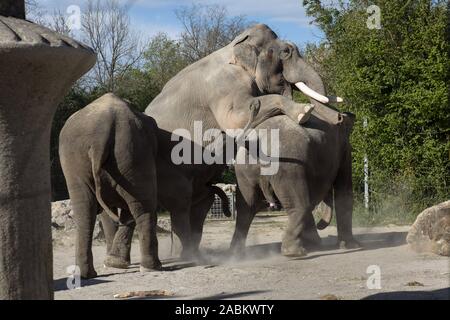 Zwei Elefanten mate im Freigehege der Elefanten im Tierpark Hellabrunn. [Automatisierte Übersetzung] Stockfoto