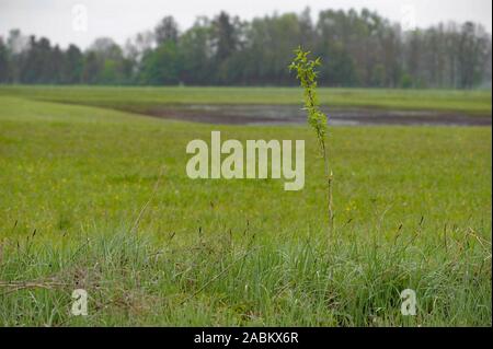 Impressionen aus dem aubinger Moos, ein großes Naturschutzgebiet im Westen von München. [Automatisierte Übersetzung] Stockfoto