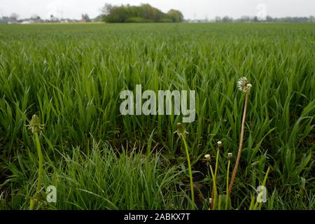 Impressionen aus dem aubinger Moos, ein großes Naturschutzgebiet im Westen von München. [Automatisierte Übersetzung] Stockfoto