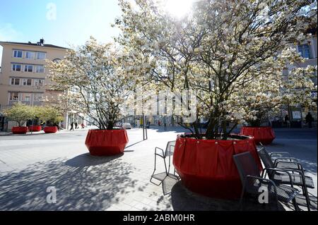 Frühling in Pasing: blühende Pflanzen in Rot auf dem Marienplatz entfernt. [Automatisierte Übersetzung] Stockfoto