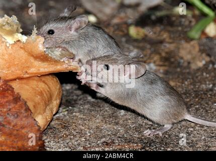 Mäuse fressen an Kuchen im städtischen Garten. Stockfoto