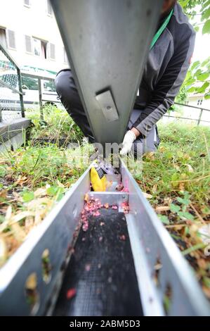 Ein schädling Controller der Firma 'Top-Tox' legt die rattenfallen an der Perlacher Bach im Bezirk Ramersdorf-Perlach. [Automatisierte Übersetzung] Stockfoto