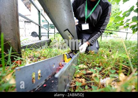 Ein schädling Controller der Firma 'Top-Tox' legt die rattenfallen an der Perlacher Bach im Bezirk Ramersdorf-Perlach. [Automatisierte Übersetzung] Stockfoto