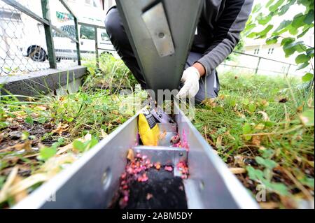 Ein schädling Controller der Firma 'Top-Tox' legt die rattenfallen an der Perlacher Bach im Bezirk Ramersdorf-Perlach. [Automatisierte Übersetzung] Stockfoto