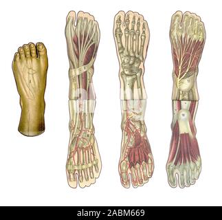 Medizin und Gesundheitswesen illustriert Tabelle, menschlichen Fuß Anatomie: Haut und ektodermalen Gewebe, Knochen, Muskeln, Nerven, Gefäßen Stockfoto