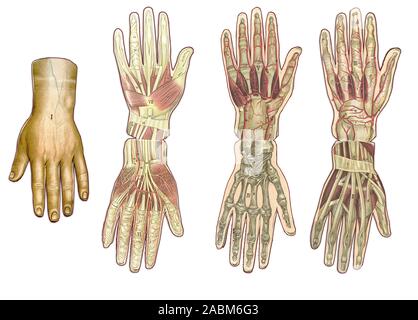 Medizin und Gesundheitswesen illustriert Tabelle, menschliche Hand Anatomie: Haut und ektodermalen Gewebe, Knochen, Muskeln, Nerven, Gefäßen Stockfoto