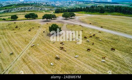 Landwirtschaftliche Felder der Kibbuzim in der menashe Tal Stockfoto