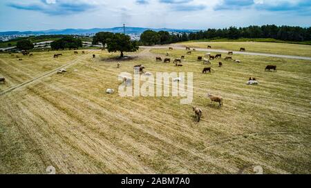 Landwirtschaftliche Felder der Kibbuzim in der menashe Tal Stockfoto