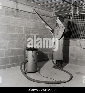 1950, historische, eine Arbeiterin reinigen in einer Scheune auf einer Geflügelfarm, mit einem bvc Industriestaubsauger der Ära, England, UK. Im Jahre 1901, als die britische Staubsauger Unternehmen gegründet, als es das erste Unternehmen war die Worte zu benutzen, "Staubsauger" und unter dem Markennamen BVC, das britische Unternehmen ein großes Spektrum an Industrie und Haushalt Staubsauger zu fertigen sowie andere Geräte, viele unter dem 'Kobold' Markennamen, die Berühmteste "Goblin teasmade'. Für ihre Robustheit und Haltbarkeit bekannt, BVC Staubsauger sind auch heute noch gemacht. Stockfoto