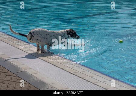 Hund spielt mit Tennis Ball in das Wasser. An der dritten Hund einen Tag in der Amper Oase in Fürstenfeldbruck nur Hunde sind nicht erlaubt - gechlorten Pool. Die Menschen haben diese Zeit zu bleiben. [Automatisierte Übersetzung] Stockfoto