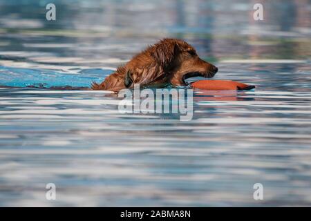 Hund im Pool mit Spielzeug. An der dritten Hund einen Tag in der Amper Oase in Fürstenfeldbruck nur Hunde sind nicht erlaubt - gechlorten Pool. Die Menschen haben diese Zeit zu bleiben. [Automatisierte Übersetzung] Stockfoto