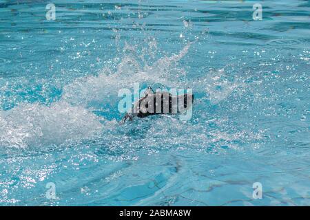 Hund mit einem Ball im Wasser. An der dritten Hund einen Tag in der Amper Oase in Fürstenfeldbruck nur Hunde sind nicht erlaubt - gechlorten Pool. Die Menschen haben diese Zeit zu bleiben. [Automatisierte Übersetzung] Stockfoto