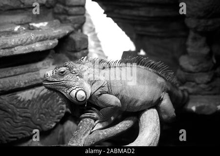 Chamäleon, Schöne, reiche, spirituell entwickelte, nimmt ein Passfoto für Entspannung. Russland. Stockfoto