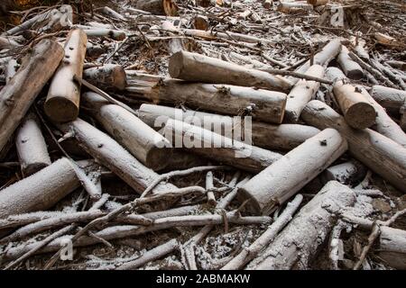 Schnee bedeckt Rundholz Haufen im Winter Wald Stockfoto