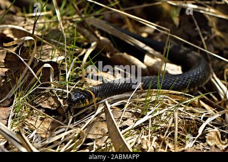 Eine schwarze Schlange kriecht auf trockenem Gras auf der Suche nach Essen und posiert für die Kamera. Sommer. Russland. Stockfoto
