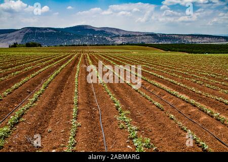 Landwirtschaftliche Felder der Kibbuzim in der menashe Tal Stockfoto