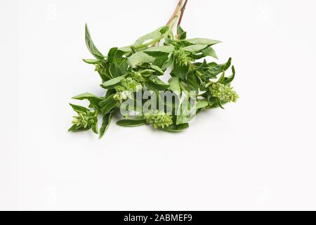 Zweig der grüne Basilikum mit blütenstände auf einem weißen Hintergrund. Ocimum tenuiflorum, Ocimum Sanctum, Tulasi, Tulsi Stockfoto