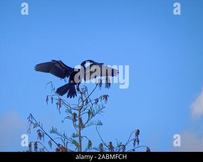 Großer schwarzer Vogel trocknen Flügel am Ufer Stockfoto