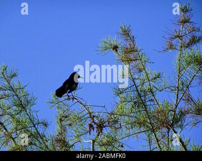 Schwarzer Vogel das Waten im Sumpf Stockfoto