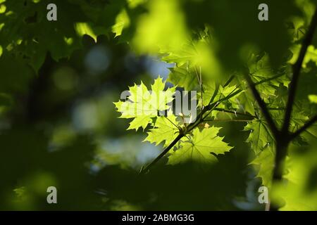 Feder maple leaf auf einem Zweig in den Wald. Stockfoto