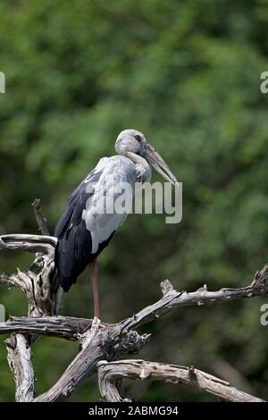 Asian Openbill (Anastomus oscitans) Stockfoto