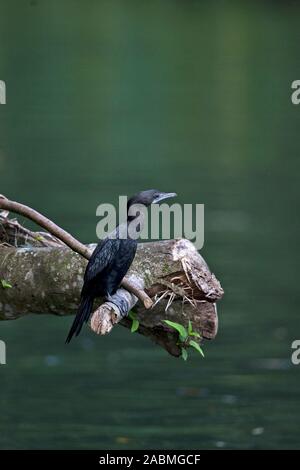 Kleinen Kormoran (Microcarbo Niger) Stockfoto