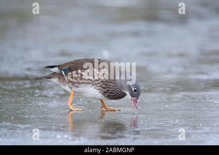 Mandarin, Aix galericulata, alleinstehenden Frauen zu Fuß auf gefrorenen Teich. Januar berücksichtigt. Epping Forest, Essex, UK. Stockfoto