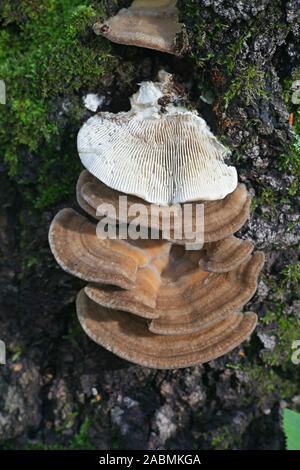 Trametes betulina (Lenzites Betulina), bekannt als geschlachtete polypore, Birke mazegill oder Cognac Gill polypore, wilde Arzneimittel Pilz aus Finnland Stockfoto