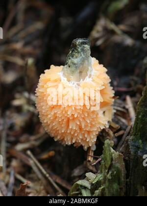 Tubifera ferruginosa, wie die Himbeere Schleimpilze oder Schimmel bekannt Stockfoto