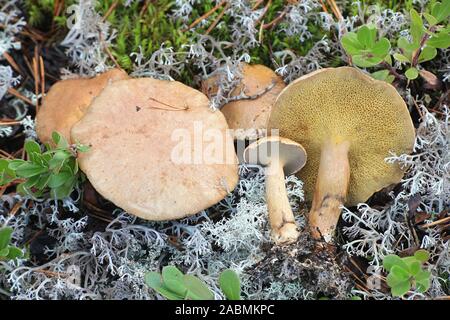 Suillus bovinus, bekannt als der Jersey Kuh bolete Pilz oder Rinder, Wild Mushroom aus Finnland Stockfoto