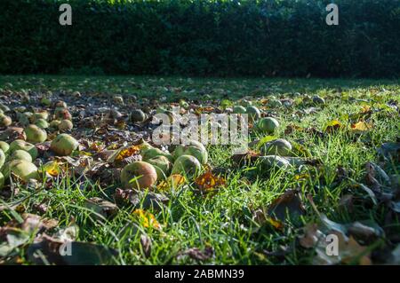 Um GROSSBRITANNIEN - gefallene Frucht - Lancashire Stockfoto