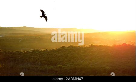 Spanischen Kaiseradler fliegt in den Montes de Toledo auf der Iberischen Halbinsel, bei Sonnenuntergang. Aquila adalberti oder iberische Kaiseradler, Spanisch eag Stockfoto