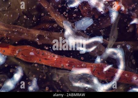 In den späten Herbst. Gefrorene Blätter im Herbst rot, Äderung und Zellen unter Eis und Schnee, Kälte Konzept. Ultra Makro Stockfoto