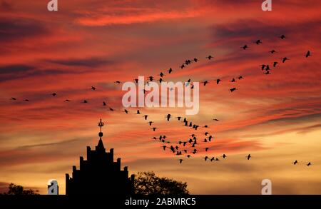 BILDMONTAGE! Kraniche im Flug über Linum, Brandenburg, Deutschland Stockfoto