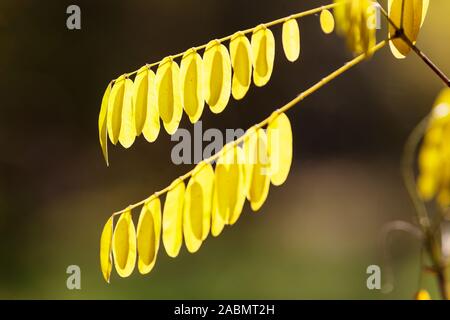 Amorpha fruticosa Herbst gelb unterlegte Blätter Stockfoto