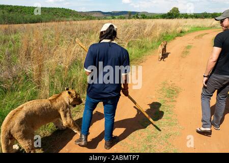 Touristische und Reiseleiter zu Fuß mit zwei 8 Monate alten junior Löwen (Panthera leo) in der Wüste - Colin's Reiterinnen und Afrika, Centurion, Südafrika Stockfoto