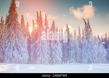 Schöne Aussicht auf die Landschaft im Winter. Frostige Kiefern, Schnee, gefrorener Zaun. Kalte, bewölkte Winterzeit. Farbenfroher weihnachtsuntergang Stockfoto