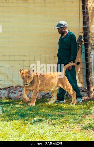 Afrikanische keeper Zwei 8 Monate alten junior Lions aus ihrem Gehege, einen Spaziergang zu machen und mit ihnen zu spielen - Colin's Reiterinnen und Afrika, Südafrika Stockfoto