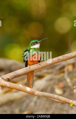 Rufous-tailed Jacamar (Galbula Ruficauda) Stockfoto