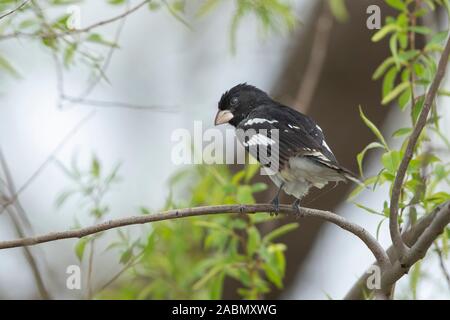 Rose – Breasted Kernbeißer (Pheucticus sich) Stockfoto