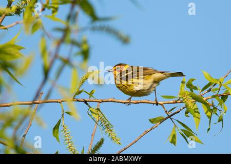 Cape May Warbler (Setophaga tigrina), männlich, Zucht Gefieder Stockfoto