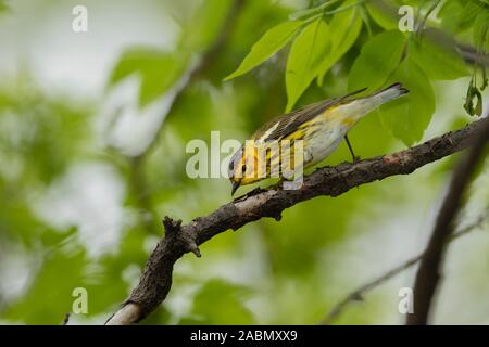 Cape May Warbler (Setophaga tigrina), männlich, Zucht Gefieder Stockfoto