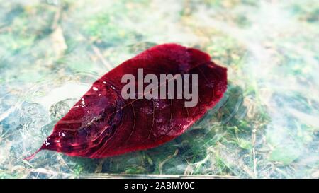 Herbstlaub, Laub. Rote Blätter im Teich. Ein Tropfen fällt nach dem Regen. Stockfoto
