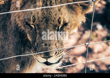 Close-up Portrait von ein junger männlicher Löwe (Panthera leo) in Gefangenschaft für die Zucht in der Nähe von Cullinan, Südafrika gehalten Stockfoto
