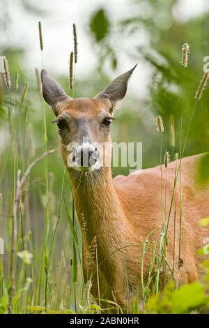 Doe deer im hohen Gras. Stockfoto