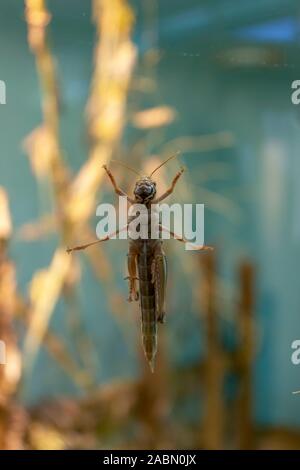 Grasshopper unten unten stehend auf Glas Stockfoto