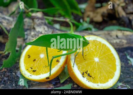 Katydid green leaf Bug orange Essen Stockfoto