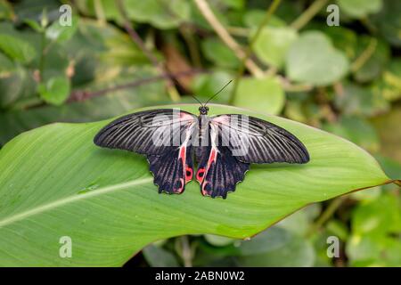 Ein Bild von einem scharlachroten Mormone Schmetterling. Wissenschaftlicher Name Papilio rumanzovia. Schwarz auf Rot auf Blatt Stockfoto