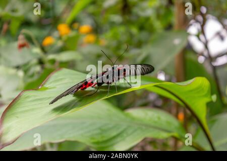 Ein Bild von einem scharlachroten Mormone Schmetterling. Wissenschaftlicher Name Papilio rumanzovia. Schwarz auf Rot auf Blatt Stockfoto